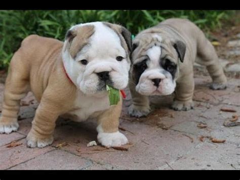 We have a couple of english bulldog pups looking for a good home and ready to go home they are very playful and utd on shots for more info. Olde English Bulldogge Dog & Puppies information Video ...