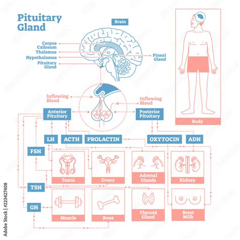 Pituitary Gland Of Endocrine System Medical Science Vector