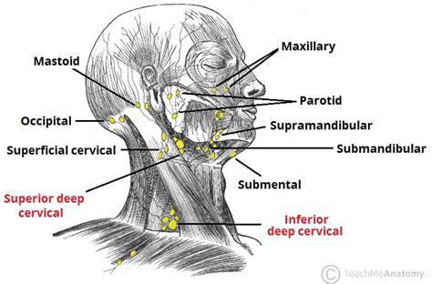 Lymph Nodes In The Head And Neck Diagrams Bagjulu