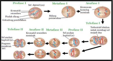 Materi Pembelahan Sel Amitosis Mitosis Dan Meiosis Mapel Biologi