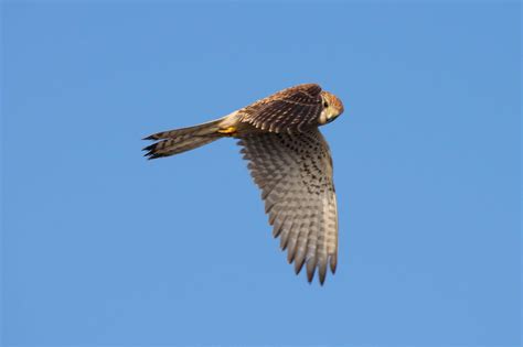 Animal Bird Bird Of Prey Falcon Flight Hunting Merlin Nature