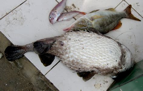 Ikan buntal air tawar atau yang disebut dengan pufferfish merupakan salah satu spesies ikan air ikan buntal juga termasuk ikan yang agresif. Menghindari Perusakan Pancing Dari Serangan Ikan Buntal ...