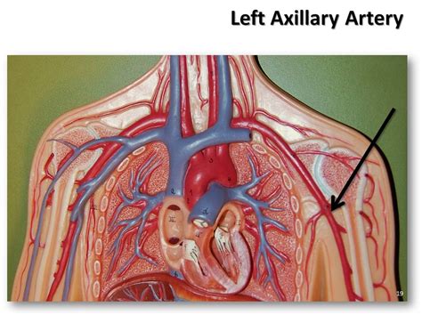 Axillary Artery
