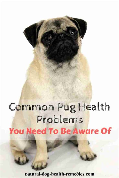 Pug Health Problems And Lifespan