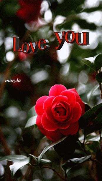Pin By Nur Bilge On Hearts Love Red Rose Love Love Wallpapers