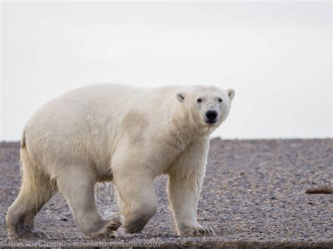 Polar Bears Anwr Alaska Alaska Photos By Ron Niebrugge