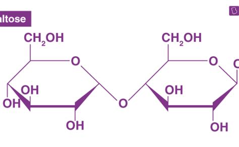 Disaccharides Definition Function Structure Examples Otosection