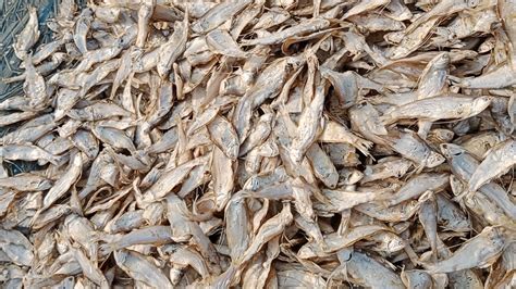 How To Dry Seafood In A Natural Process Making Of Dry Fish How Make