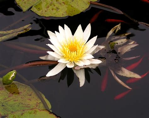 Free Image On Pixabay Water Lily Koi Pond Nature With Images Koi Pond Pond Koi