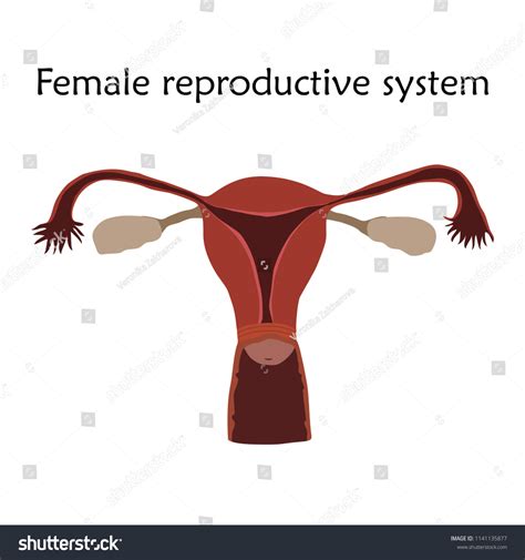 Female Reproductive System Anatomy Flat Vector Stock Vector Royalty Free Shutterstock