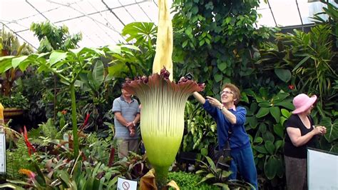 The largest flower in the world. TWO DAYS OF VIEWING, Titan Arum flower, Botanical Gardens ...