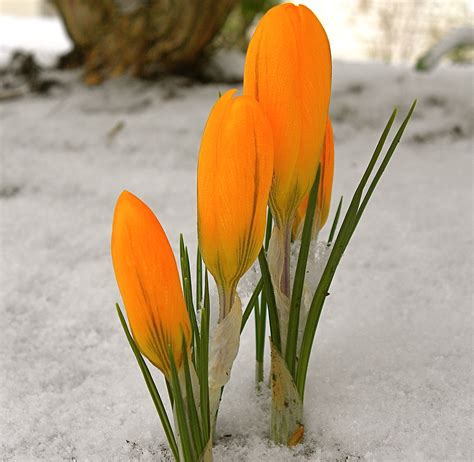 Orange Crocus In Snow Front Garden Peter Stevens Flickr