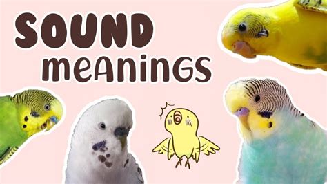 🔈 Budgie Sound Meanings Youtube Budgies Bird Budgies Pet Bird Cage