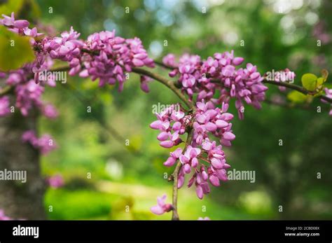Purple Flowers Blossoms On A Tree Medium Closeup Stock Photo Alamy