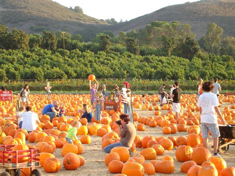 Best Pumpkin Patches In Los Angeles Cbs Los Angeles