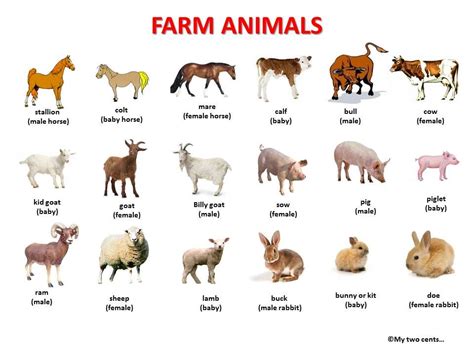 Animals Farm Animals Pictures Animals Name In English