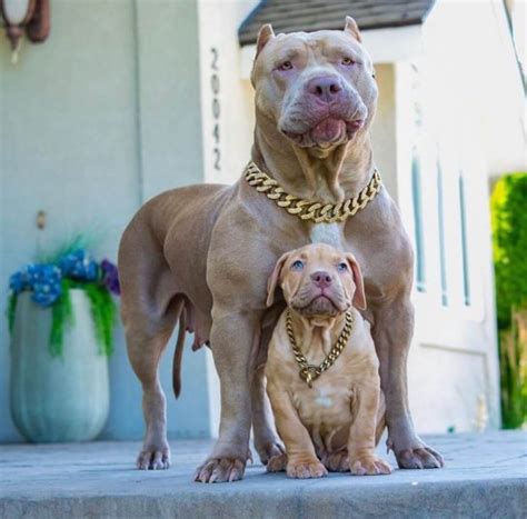 14 Pictures Only Pit Bull Owners Will Think Are Funny The Dogman