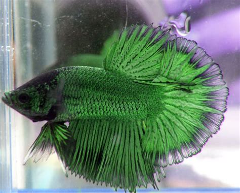 This Emerald Green Beta Fish Is Glorious How Unusual Betta Fish