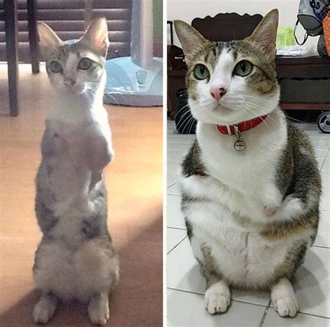 Cat With Only Two Back Legs Surprises Everyone With What He Can Do