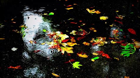Autumn Rain Live Wallpaper Youtube