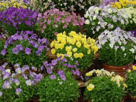How To Grow And Care For Violas World Of Flowering Plants Plants