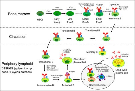 Frontiers Hypoxia And Hypoxia Inducible Factor Signals Regulate The