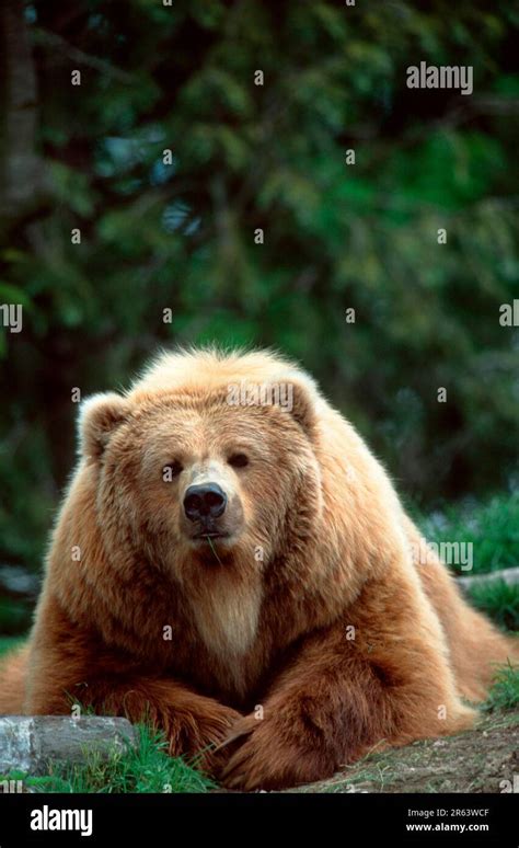 Kodiak Bear Ursus Arctos Middendorffi Stock Photo Alamy