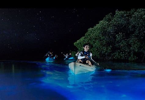 Bioluminescent Bay Grand Cayman Tours Experience The Bio Bay