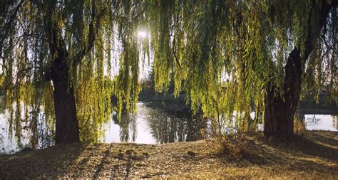 Weeping Willow Tree Care And Growing Tips Uk