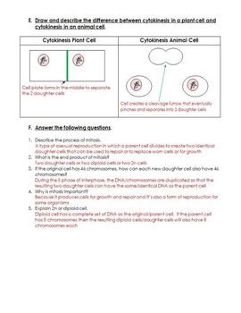 Track the cell cycle in the cancer cell cam. CELL CYCLE Worksheet by Biology Resource Central | TpT