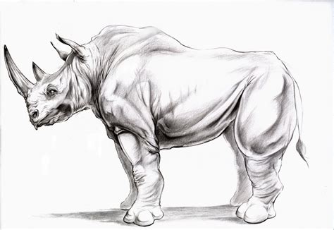 The Art Of Bryan Thompson Animal Drawing Rhino Side View
