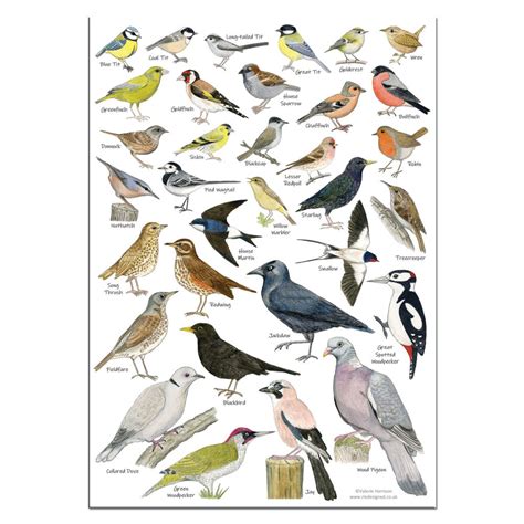 British Birds Of Prey And Owls Identification A3 Poster Art Print