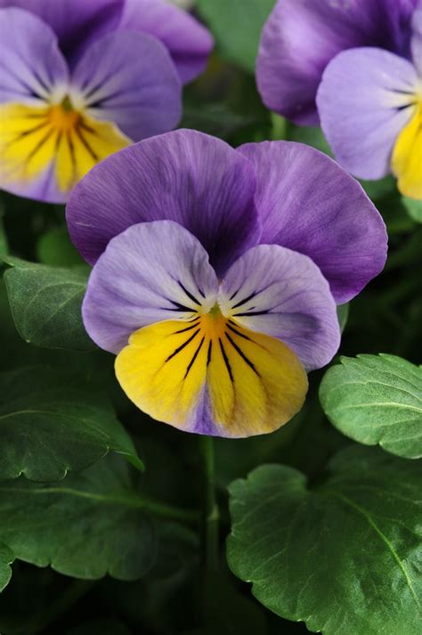 Viola Cornuta Sorbet Xp Yellow Frost Viola Garden Center Marketing