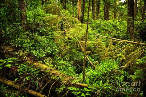 Lush Temperate Rainforest 1 Photograph By Elena Elisseeva Fine Art