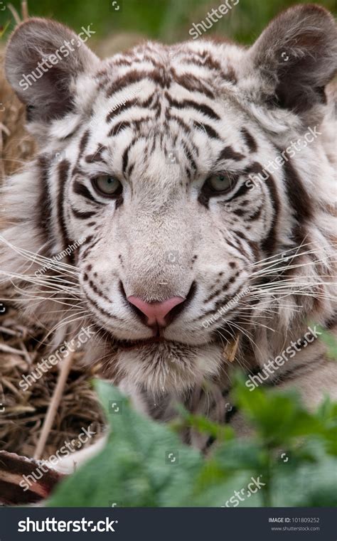 White Tiger Eating Stock Photo 101809252 Shutterstock