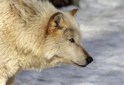 Grey Wolf Timber Wolfcanis Lupus Wild White Timber Wolf Stock