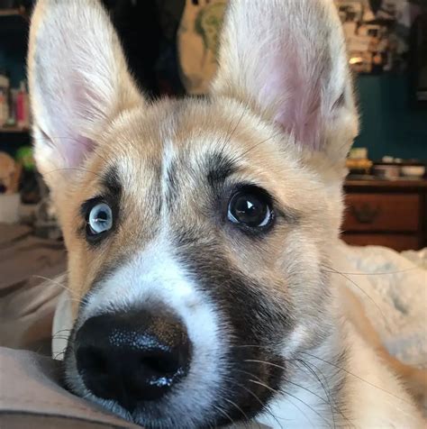 25 Unreal Corgi Husky Mixes You Have To See To Believe The Paws