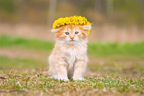 Hd Wallpaper Kitten Fluffy Baby Orange Tabby Kitten Flowers