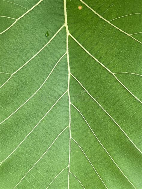 Green Teak Leaf Texture Background Stock Photo Image Of Growth