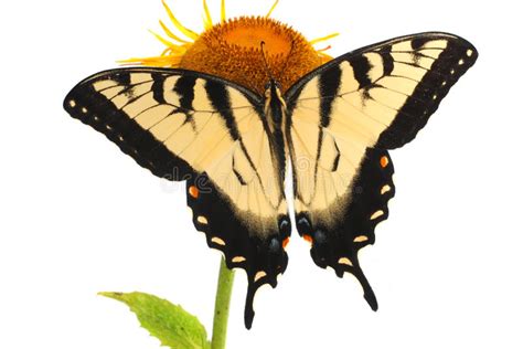 Primo Piano Orientale Della Farfalla Di Tiger Swallowtail Papilo