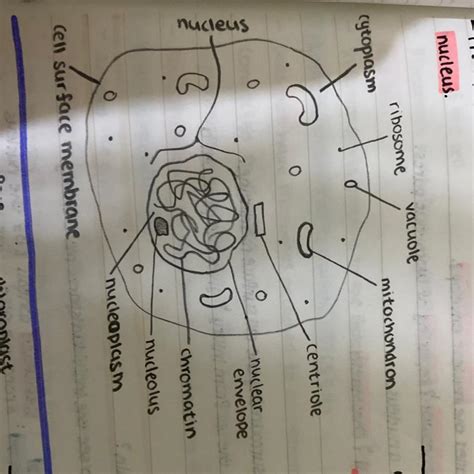 An animal cell does not possess a. Consider this animal cell. The organelles in an animal ...