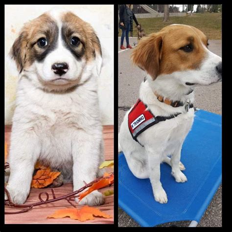 Three separate vans left rescue headquarters in colorado and drove a combined 5,000 miles through the midwestern dust bowl states to stop at 18 different mills along the way. Colorado Puppy Rescue | 2019 Before and After Photos