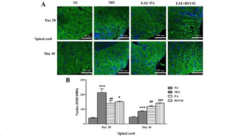 Nestin Expression In The Spinal Cord Of Mice Treated With Or Without