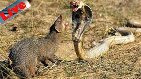Animal Fights Snake Vs Mongoose Live Fight To Death In India