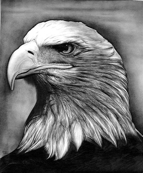 Pencil Sketches Of Eagles Eagle Head Pencil Drawing Bald Eagle