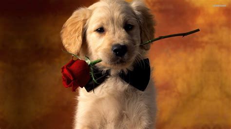 The 25 cutest dog breeds most adorable dog smiley golden retriever puppy photo wp40844. Cute Golden Retriever Puppies Wallpaper (56+ images)