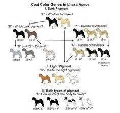 One of the reasons french bulldogs are so popular other than their, loving temperament, low below is a quick explanation for most of the locus (locations) that are in the french bulldogs coloring panel, that when put together gives your dog its final coat appearance. AOAC: COLOR BREEDING IN THE GREAT DANE - a canine color ...