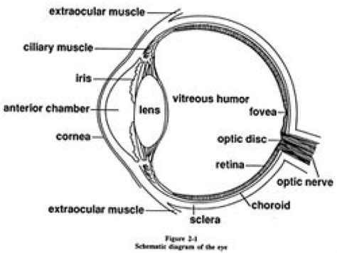 Draw A Neat Diagram Of Eye And Label On It Ciliary Muscle Cornea