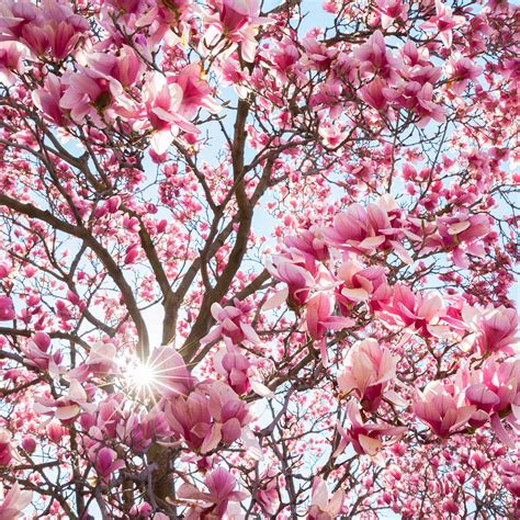 Halcyon Spring Japanese Magnolias Spring Bloom Of Stunning Japanese