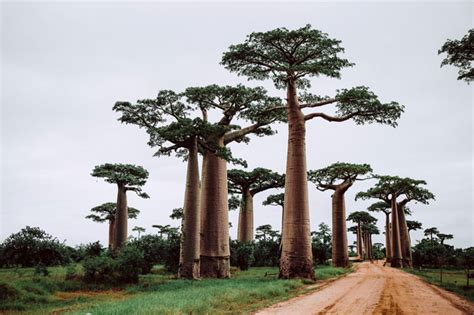 Extinct Trees